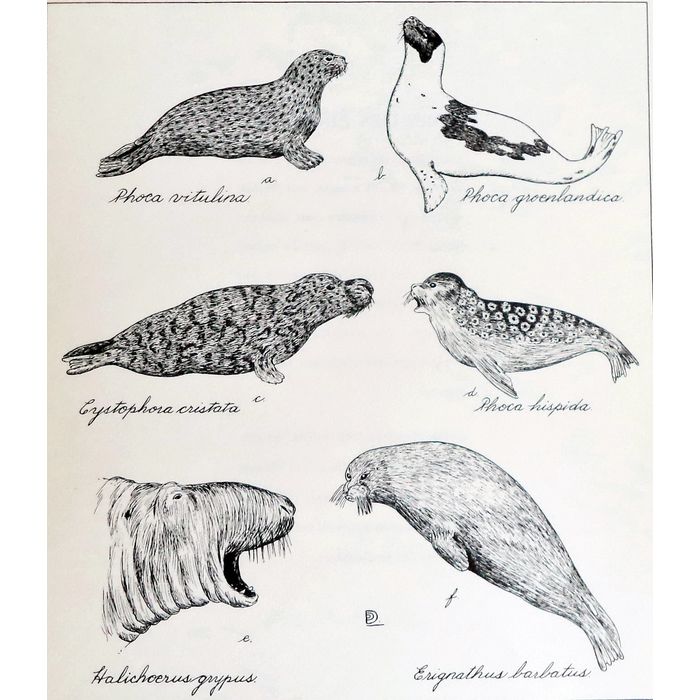 700x700 Original Seal Animal Drawing Print Duchesnay Wildlife - Seal Drawing