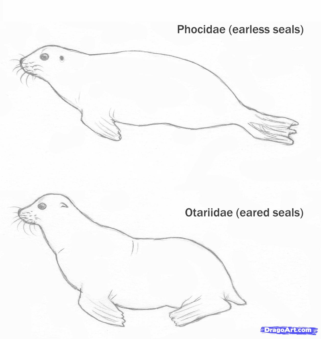 1312x1388 how to draw seals, step - Seal Drawing Step By Step