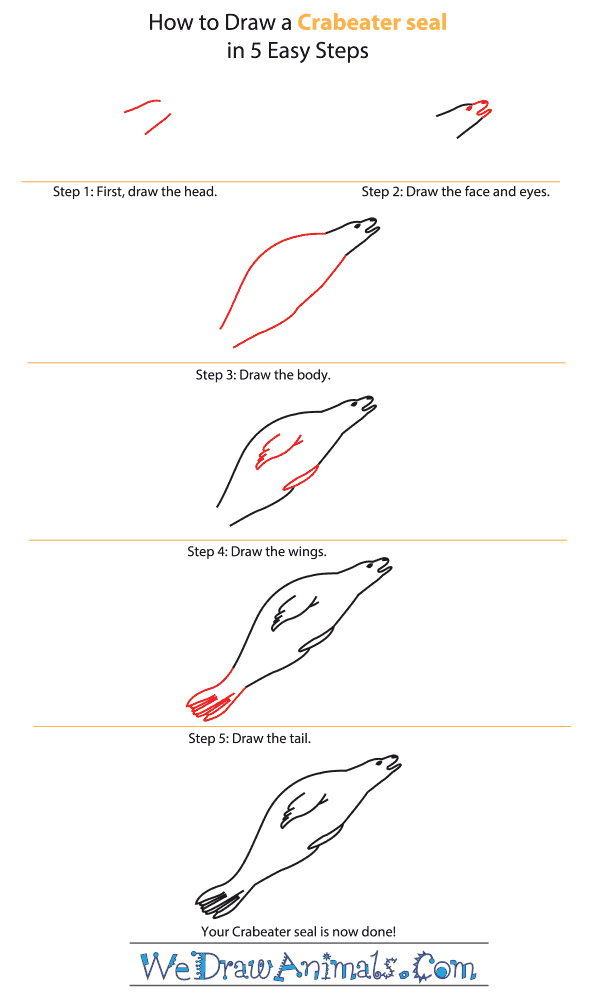 600x1000 How To Draw A Crabeater Seal - Seal Drawing Step By Step