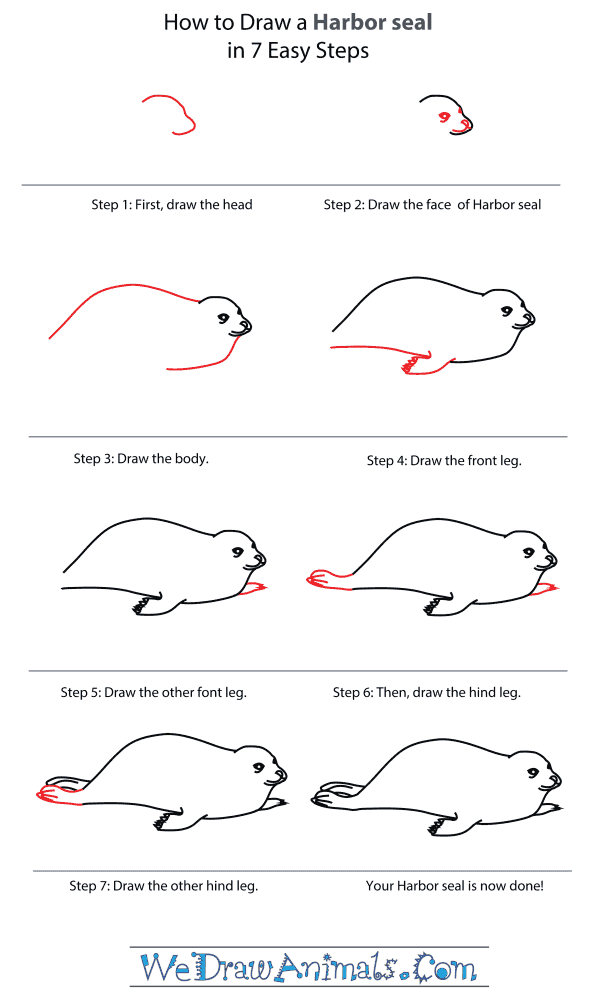 Seal Drawing Step By Step at Explore collection of