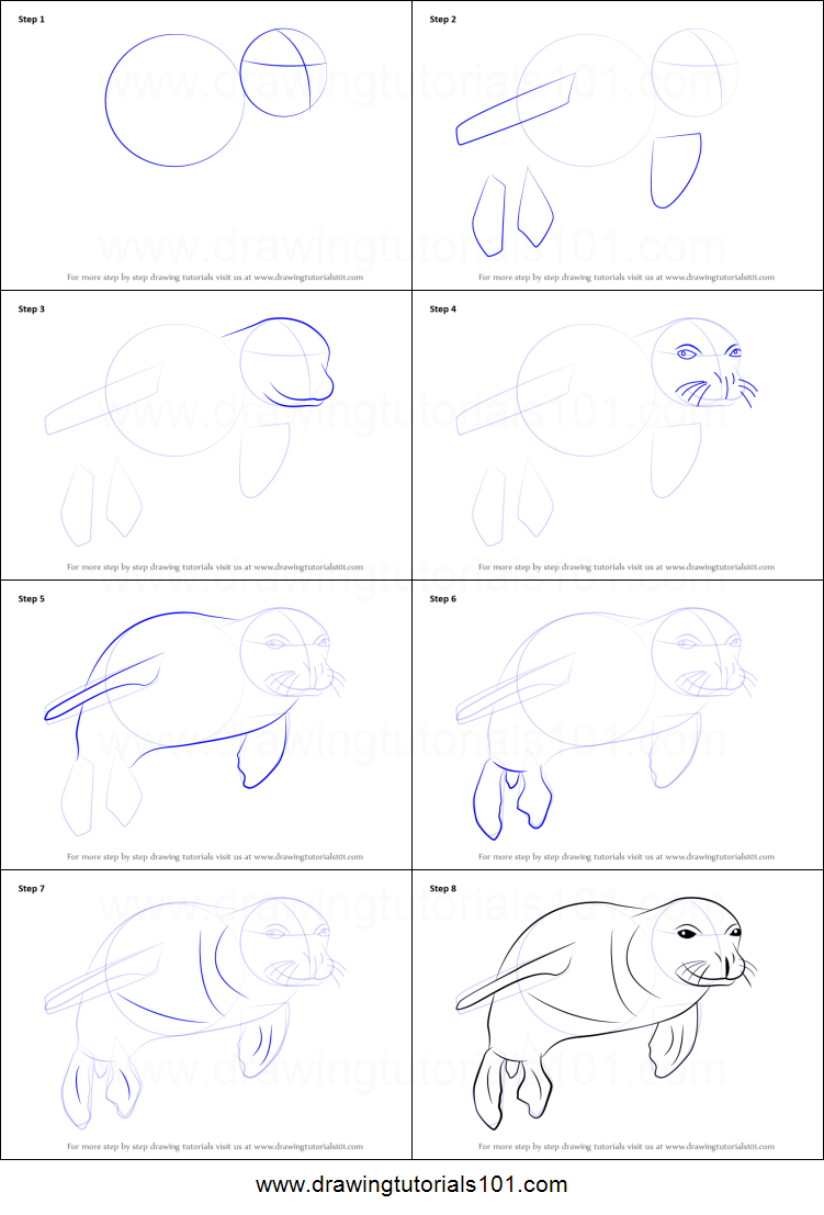 751x1107 How To Draw A Hawaiian Monk Seal Printable Step - Seal Drawing Step By Step