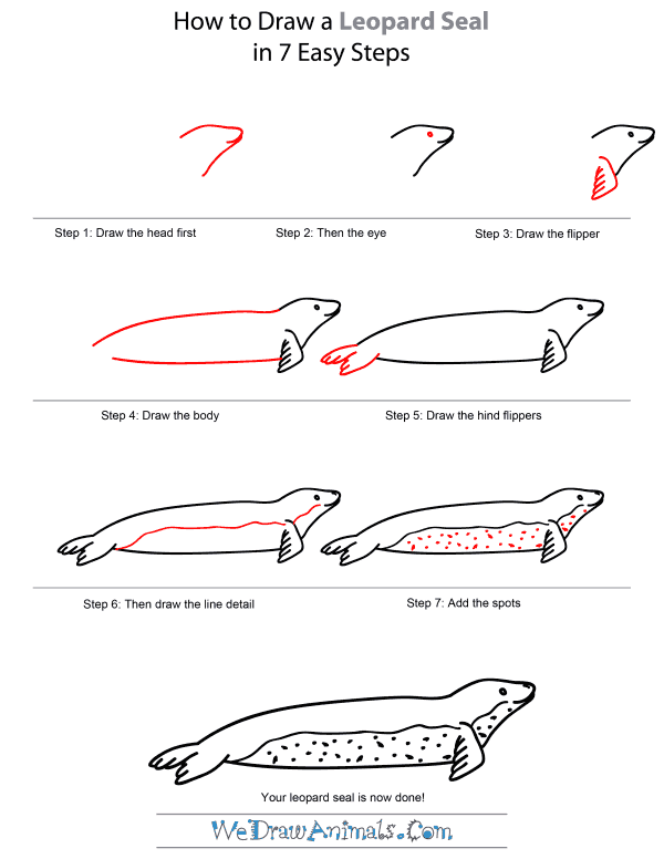 600x776 How To Draw A Leopard Seal - Seal Drawing Step By Step