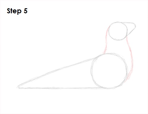 500x386 How To Draw A Seal - Seal Drawing Step By Step