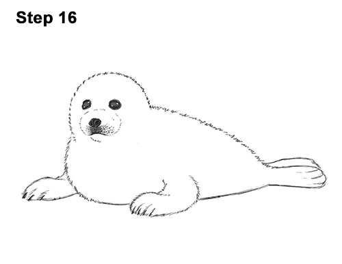 500x386 how to draw a seal pup - Seal Drawing Step By Step