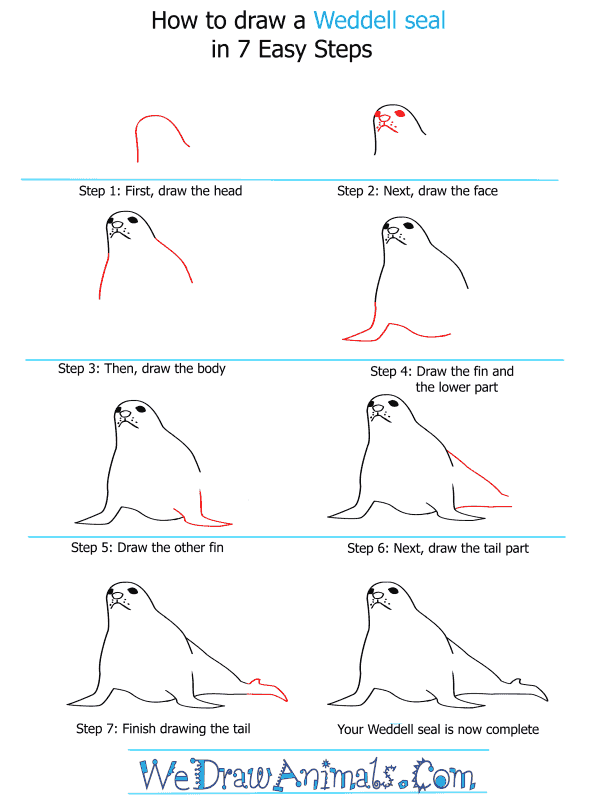 600x808 How To Draw A Weddell Seal - Seal Drawing Step By Step