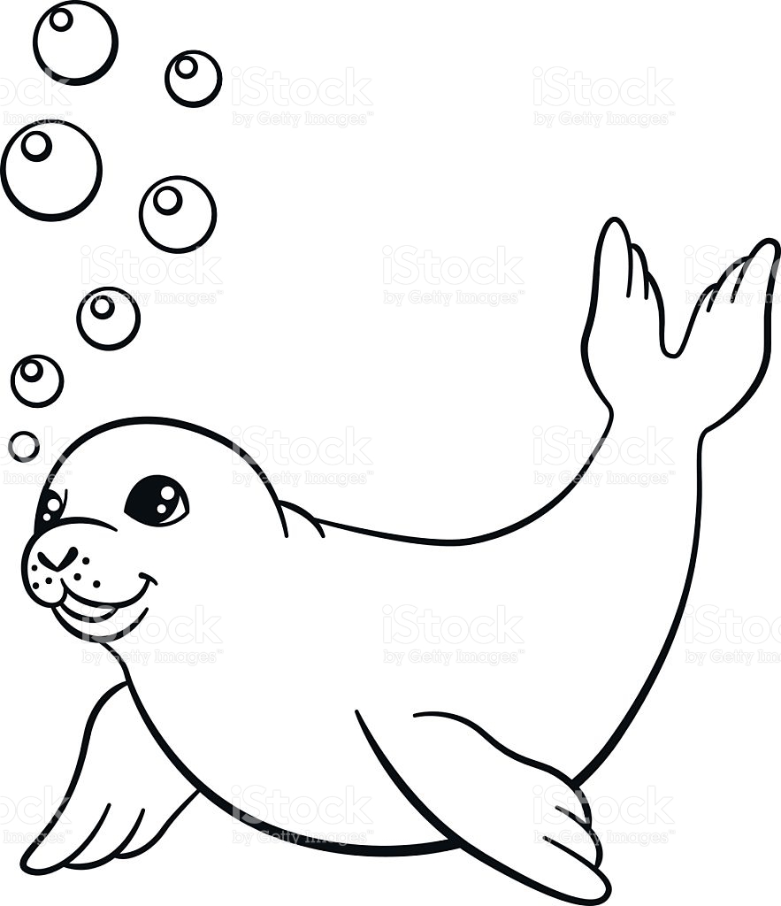 Seal Drawing Step By Step at Explore collection of