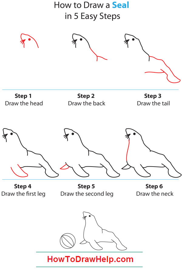 600x888 How To Draw A Seal Step - Seal Drawing Step By Step
