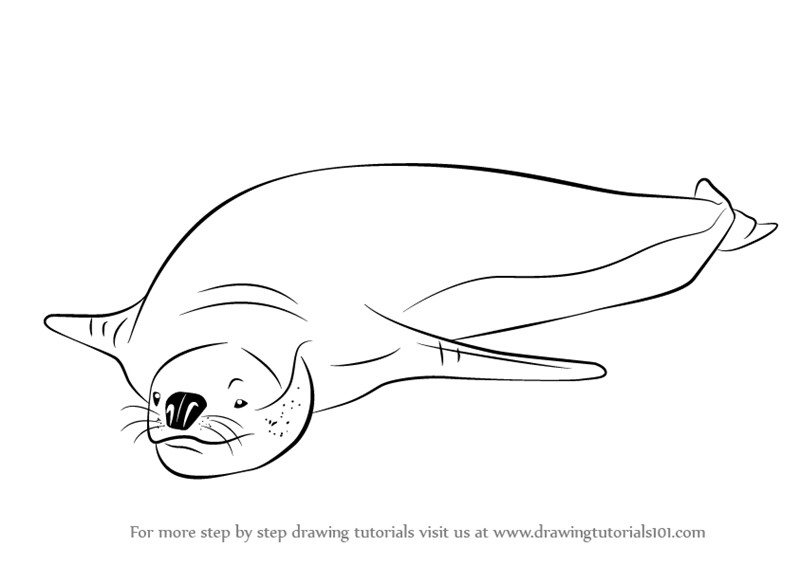 800x565 Learn How To Draw A Leopard Seal - Seal Drawing Step By Step