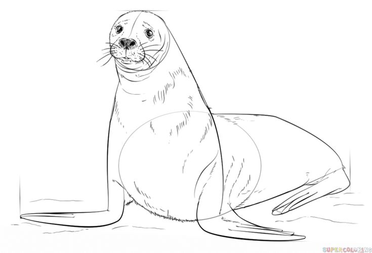 735x500 how to draw a brown fur seal drawing tutorial pencil - Seal Drawing Step By Step