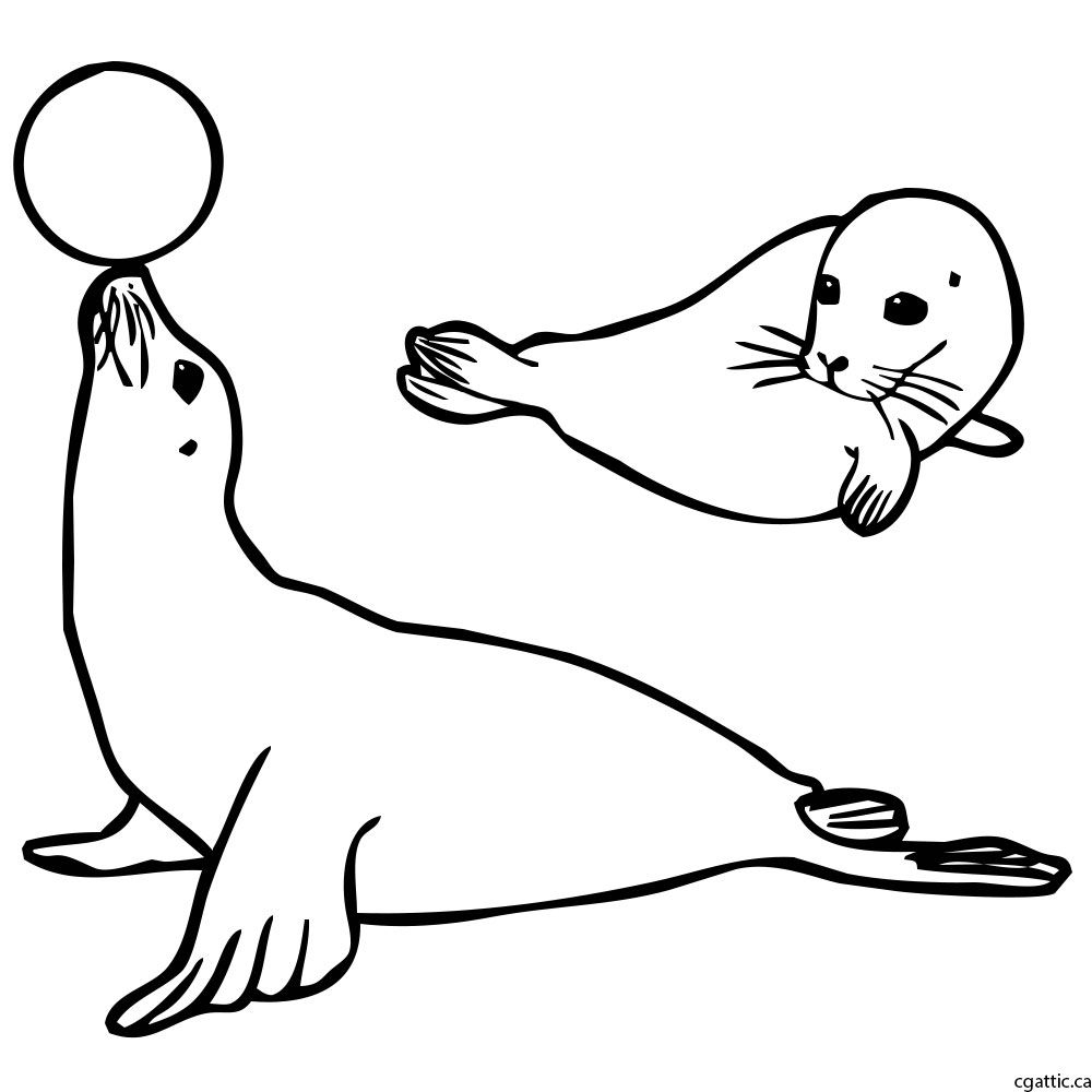 Seal Drawing Step By Step at Explore collection of