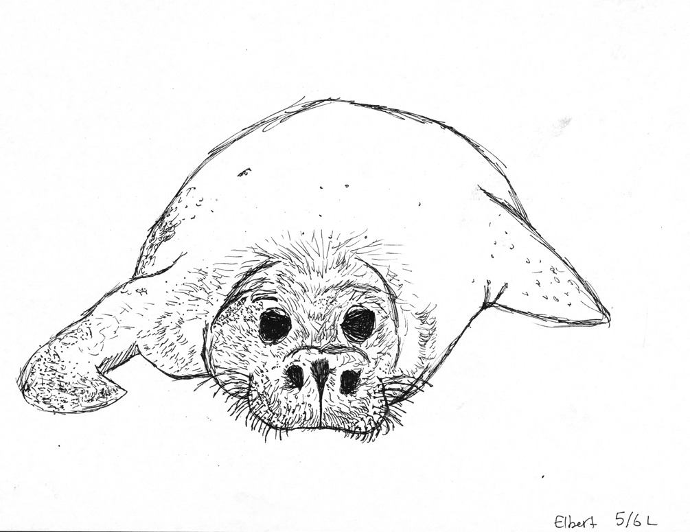 1005x775 Fine Line Drawings - Seal Line Drawing