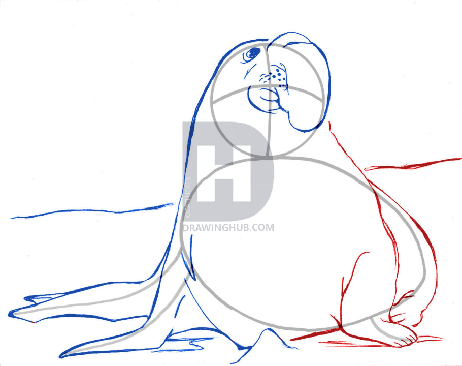 910x720 how to draw an elephant seal, draw a realistic elephant seal, step - Seal Line Drawing