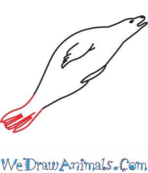 300x350 How To Draw A Crabeater Seal - Seal Line Drawing