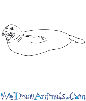 300x350 How To Draw A Hawaiian Monk Seal - Seal Line Drawing