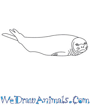 300x350 How To Draw A Southern Elephant Seal - Seal Line Drawing