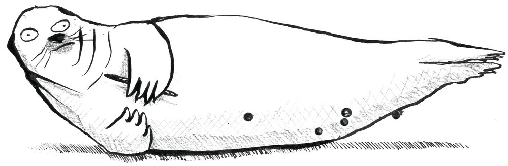 1000x327 Tom Sears - Seal Line Drawing