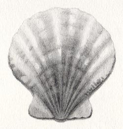 250x262 draw a scallop shell in six steps carol's drawing blog - Seashell Drawing