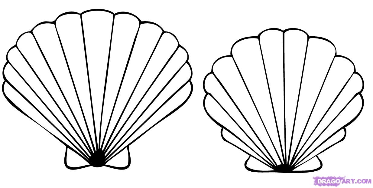 1234x621 How To Draw A Seashell, Seashells, Step - Seashell Drawing