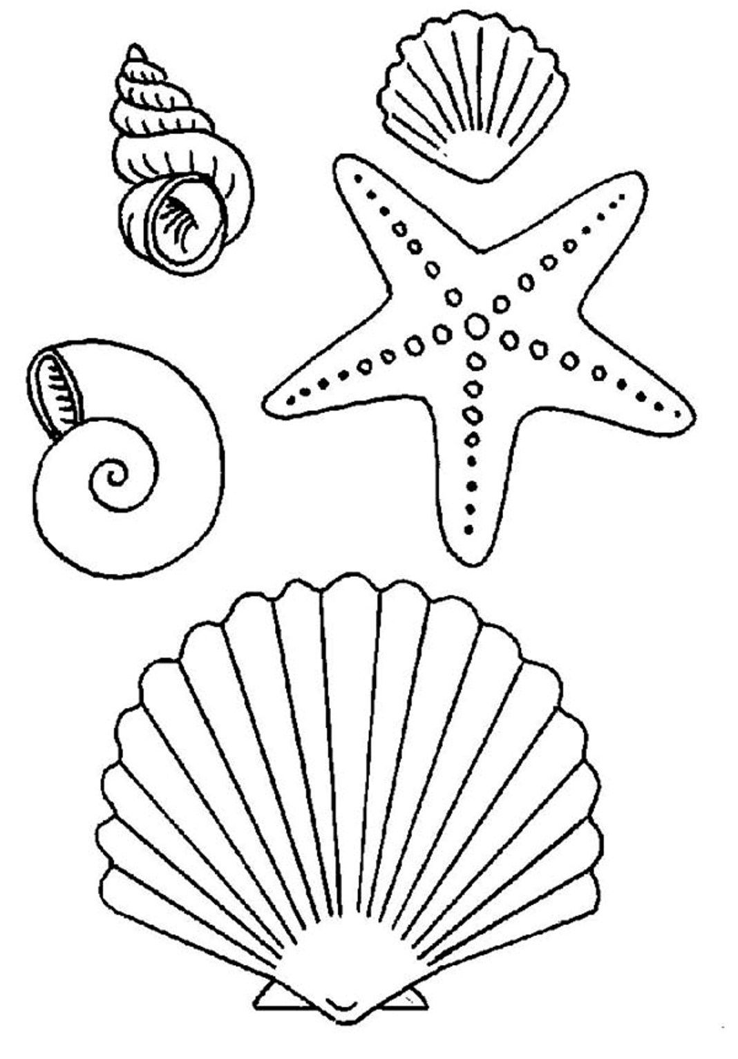 1068x1533 Images For Gt Simple Seashell Drawings Tattoos I Want Starfish - Seashell Drawing