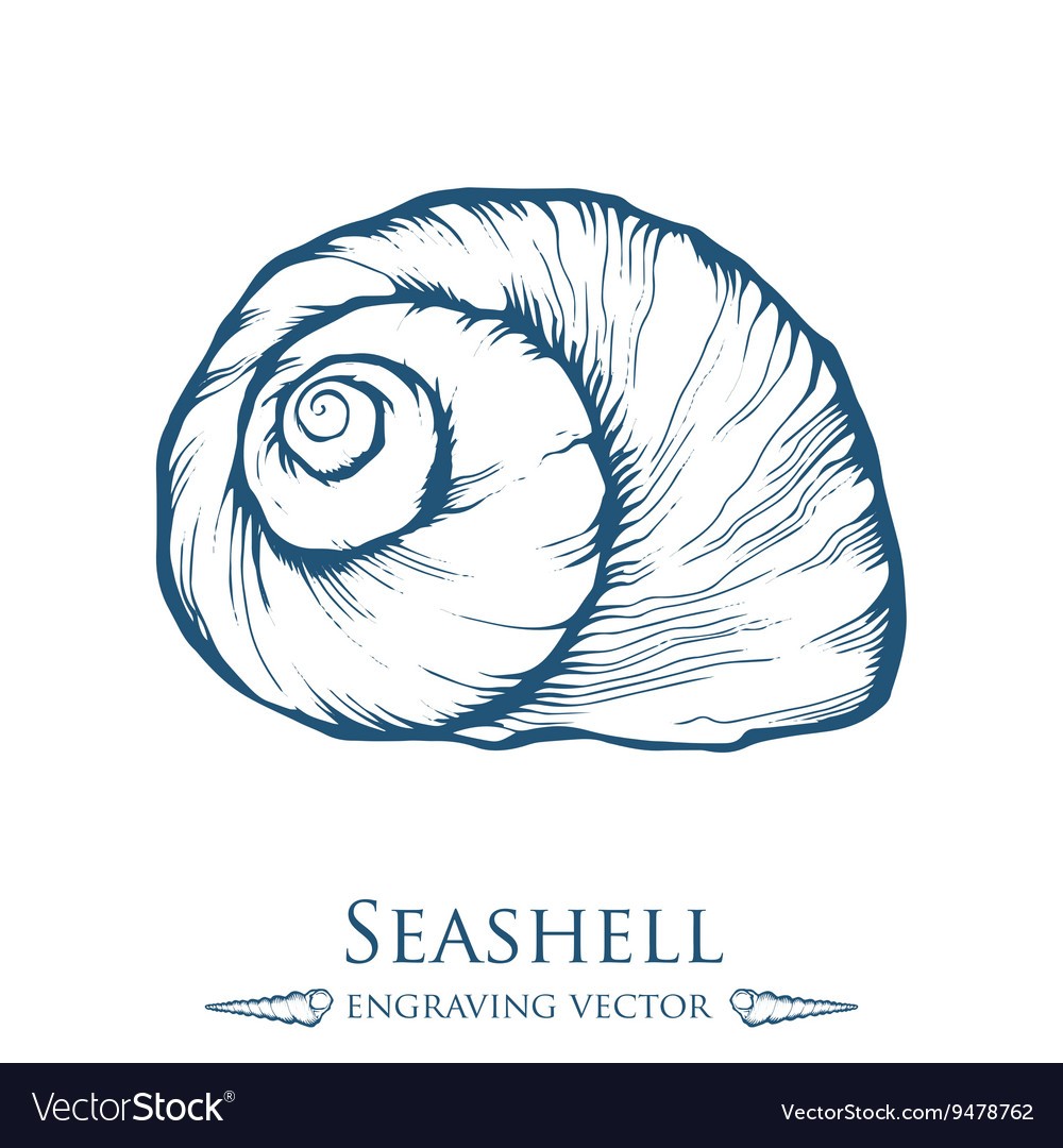 1000x1080 Sea Shell Drawing - Seashell Drawing