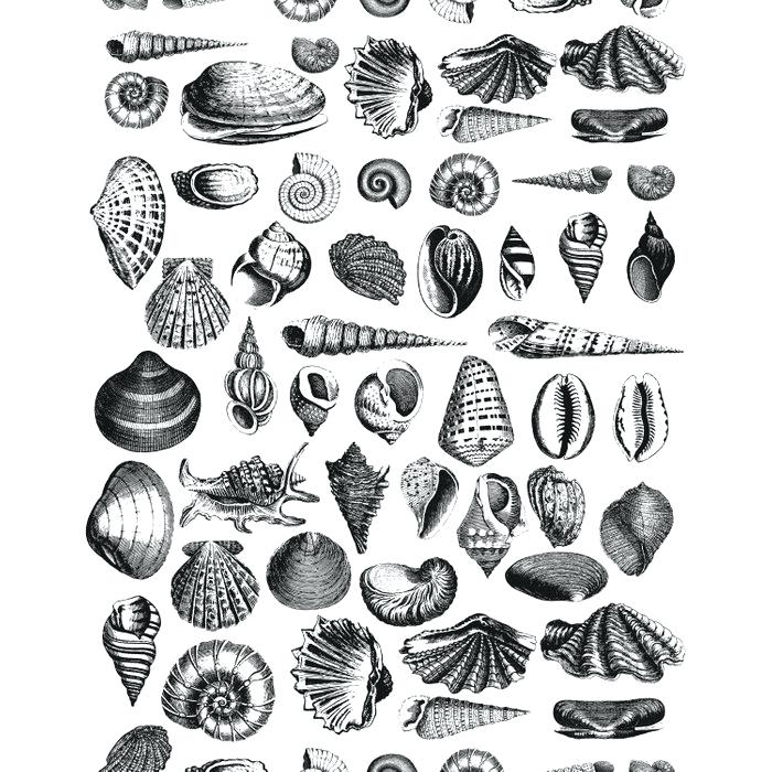 700x700 Sea Shell Drawing Seashell Drawing Shells Step - Seashell Drawing