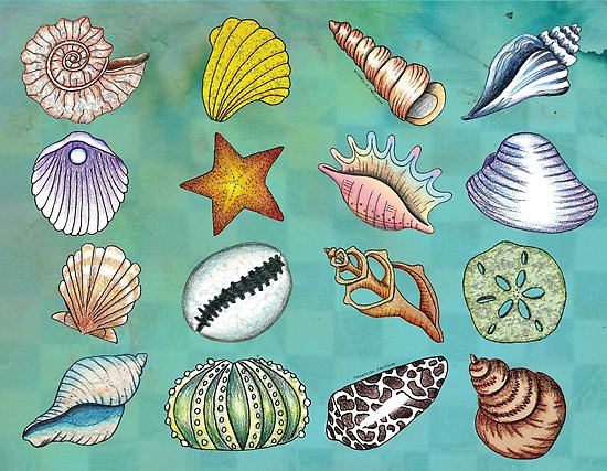 550x427 Seashell Drawing Posters - Seashell Drawing