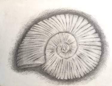 375x287 Seashell Drawing - Seashell Drawing