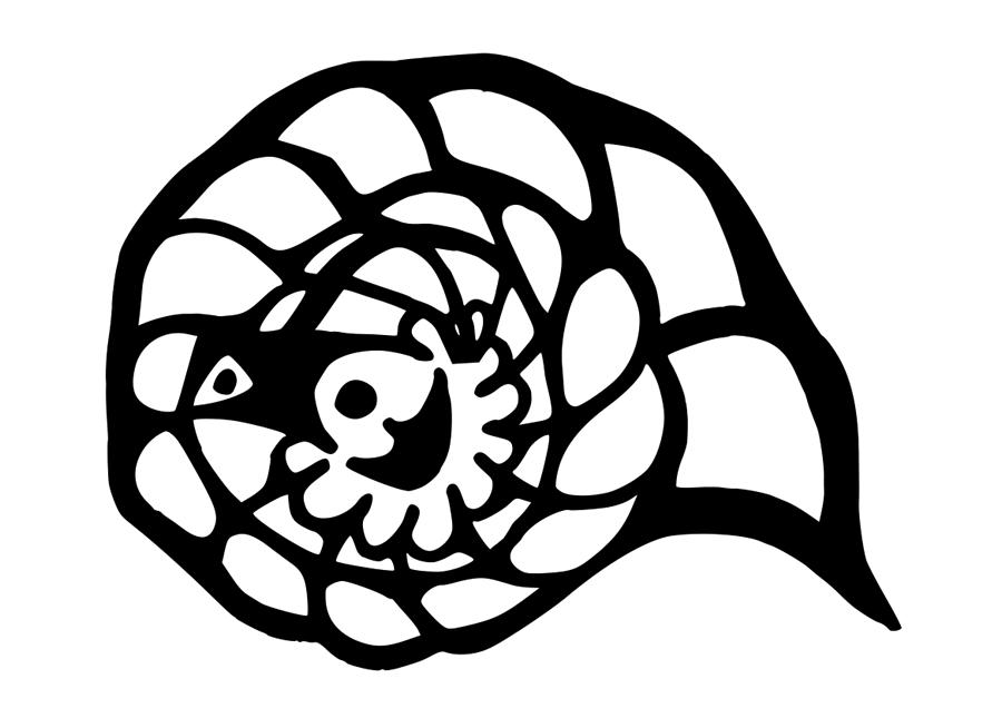 900x654 Seashell Drawing - Seashell Drawing