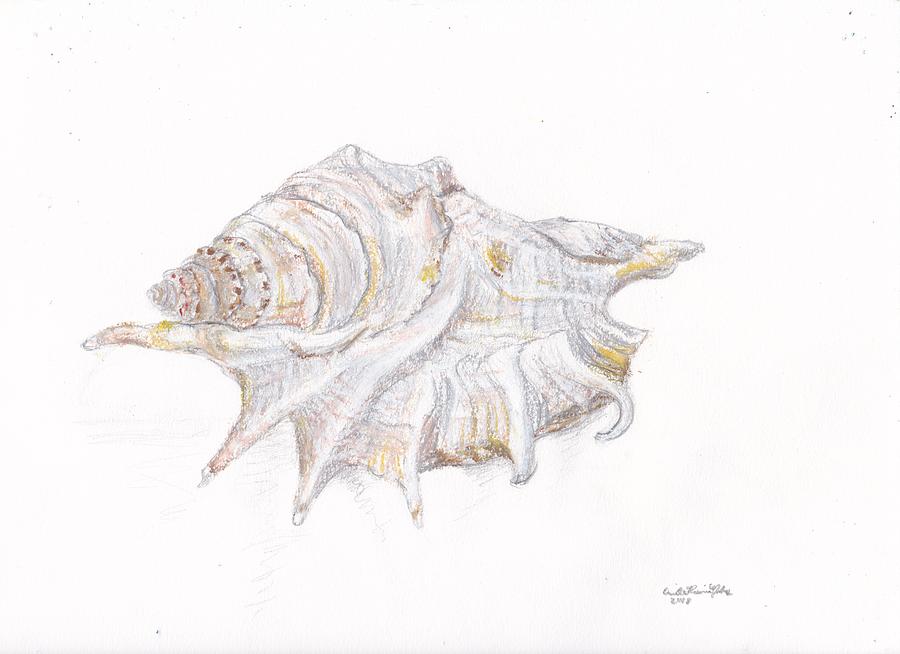 900x654 Seashell Study No Scorpion Shell Drawing - Seashell Drawing