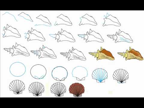 480x360 Seashell Drawing - Seashell Drawing