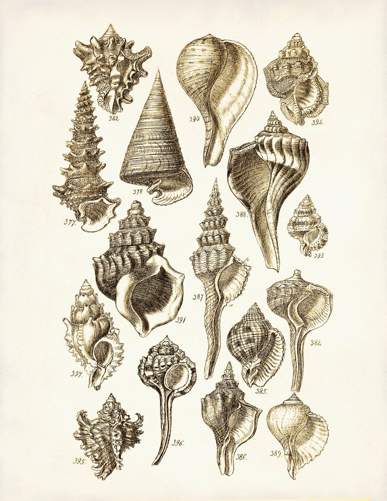 794x1028 Seashells Poster Seashells Art Print George Sowerby Seashell Etsy - Seashell Drawing