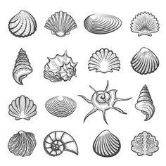 236x236 Seashells Doodle Seashells And Starfish For You Design - Seashell Drawing