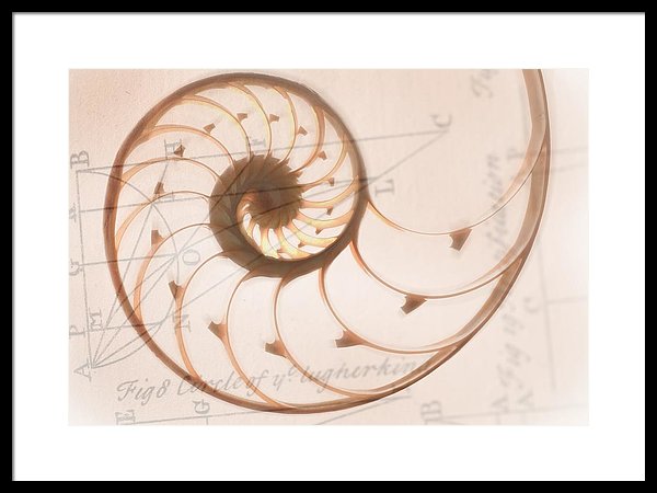 600x450 A Seashell Drawing On Top Of A Framed Print - Seashell Drawing