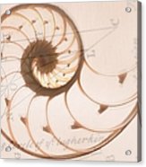 163x186 A Seashell Drawing On Top Of A Wood Print - Seashell Drawing