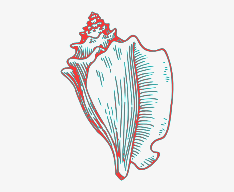 820x672 green clipart seashell - Seashell Line Drawing