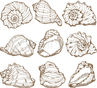 320x290 hand drawing seashell seamless stock vector colourbox - Seashell Line Drawing