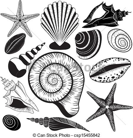 450x467 huge collection of 'conch shell line drawing' download more than - Seashell Line Drawing