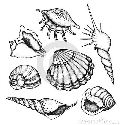 400x418 image result for line drawings sea shells tattoo drawings - Seashell Line Drawing