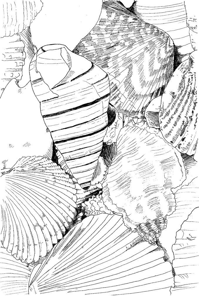 677x1006 seashells line drawing download pdf art stuff art, drawings - Seashell Line Drawing
