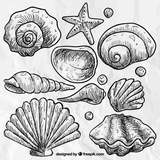 Seashell Line Drawing At Paintingvalley.com 