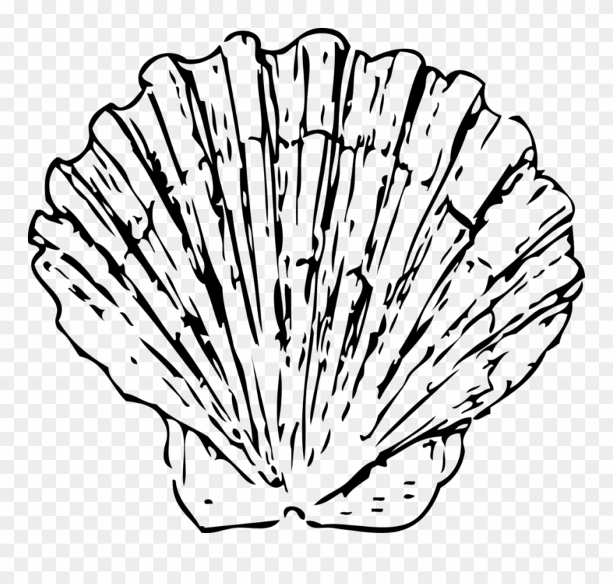 880x838 Shell Fish Clip Art Download - Seashell Line Drawing