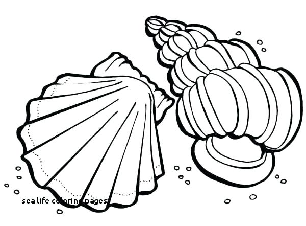 600x442 Drawing Coloring Pages Coloring Beautiful Page - Seashell Line Drawing