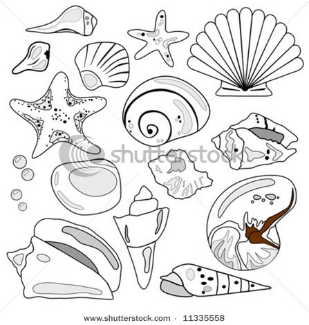 447x470 seashell illustration, black and white line drawing carved - Seashell Line Drawing