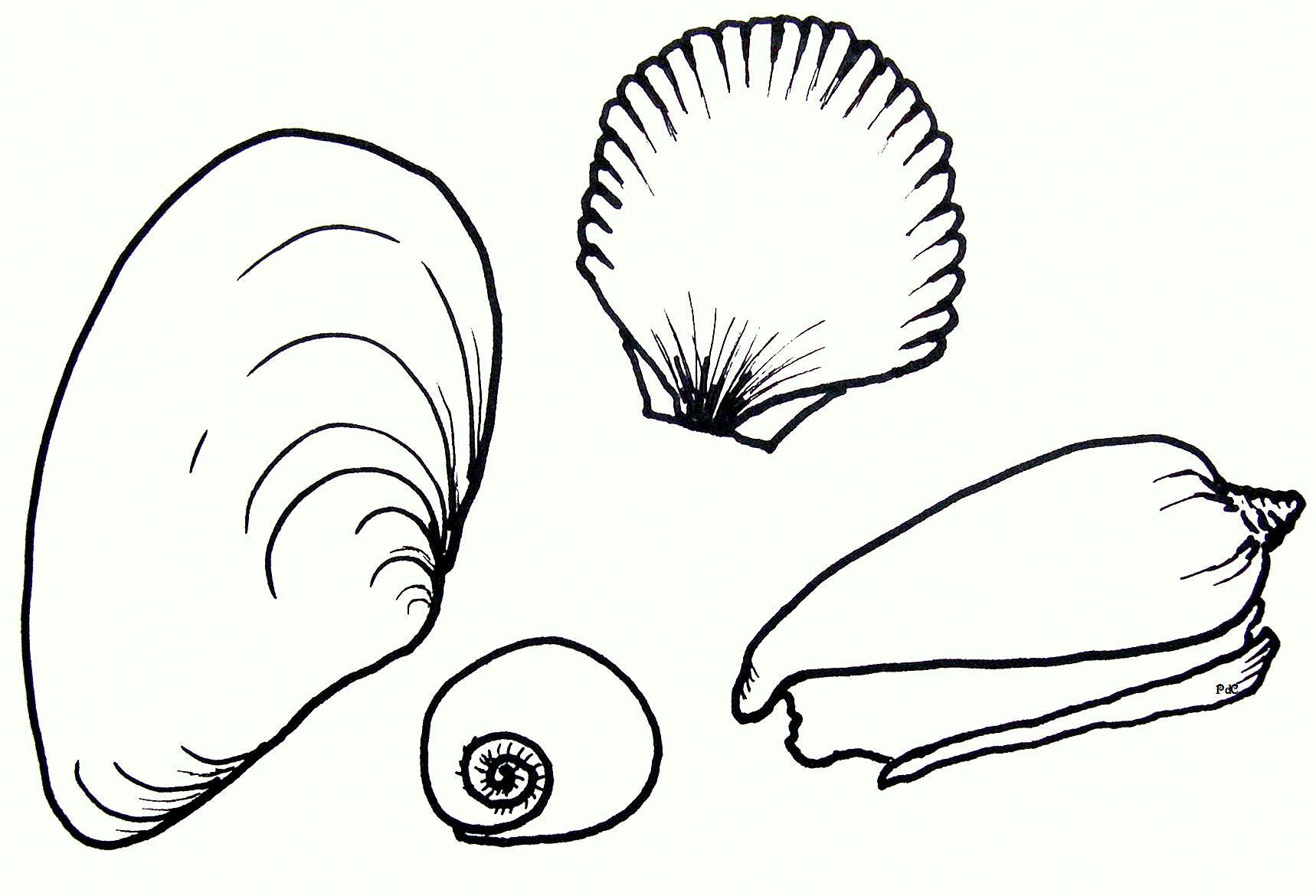 1718x1170 seashell drawing line shell for free download - Seashell Line Drawing