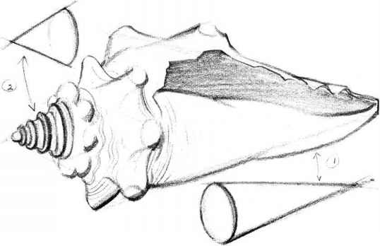538x348 Drawing Conical Objects - Seashell Line Drawing