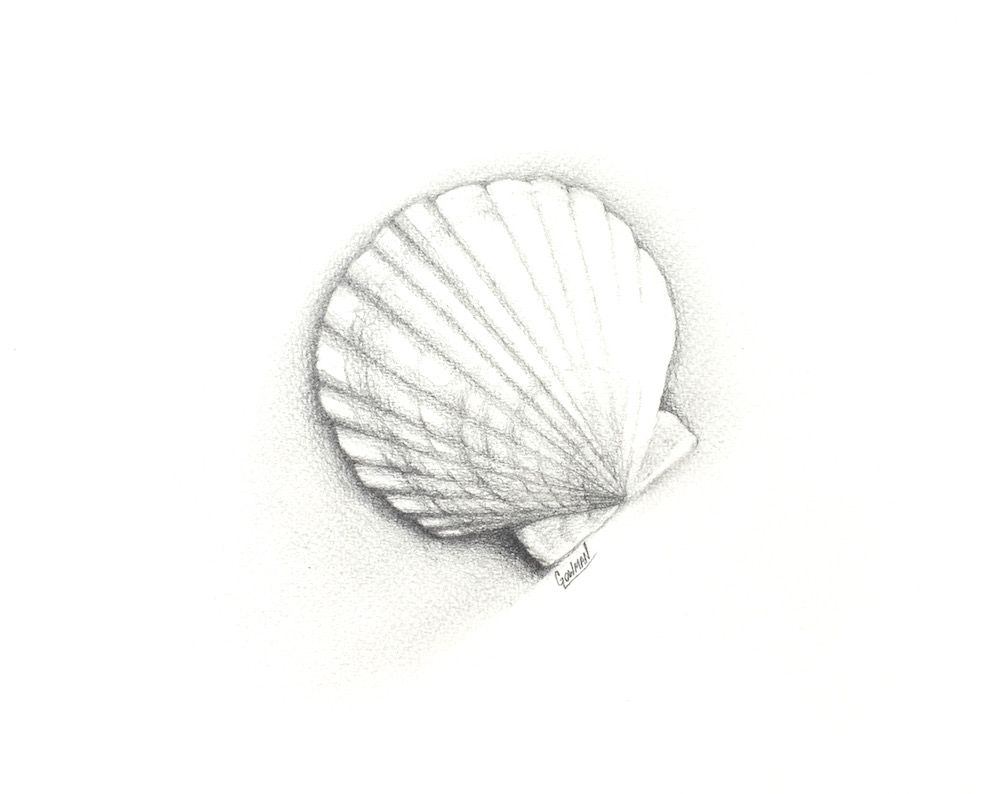 Seashell Pencil Drawing at PaintingValley.com | Explore collection of