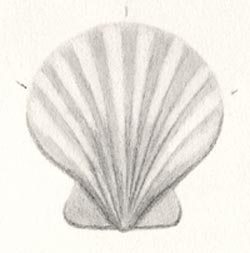 250x253 draw a scallop shell in six steps carol's drawing blog - Seashell Pencil Drawing