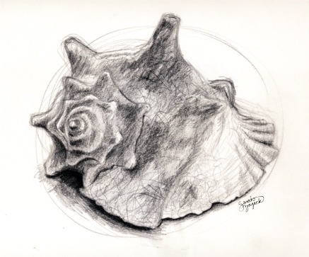 437x363 drawing still life shells - Seashell Pencil Drawing