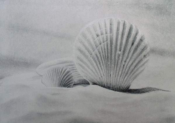 599x422 How To Draw Seashells Online Art Lessons - Seashell Pencil Drawing