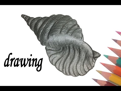 480x360 how to draw sea shells - Seashell Pencil Drawing